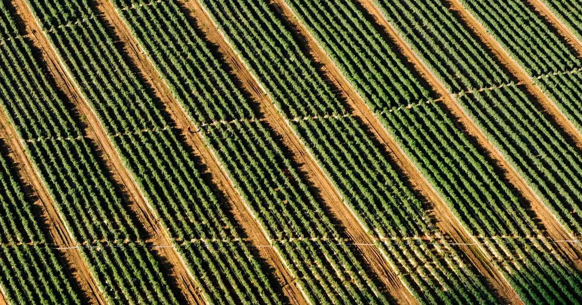 consular officer reviewing visa application during embassy interview