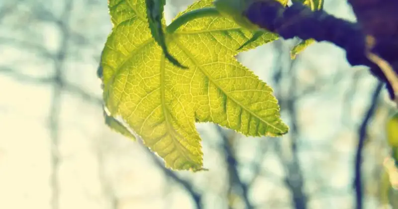 Vize Mülakatına Hazırlık: Başarılı Bir Sürecin Anahtarı